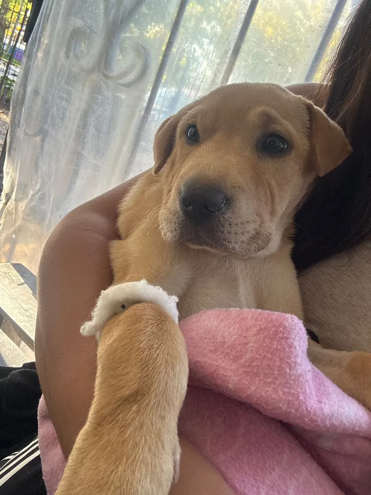 Un cachorro con una pata vendada, en brazos de su dueña